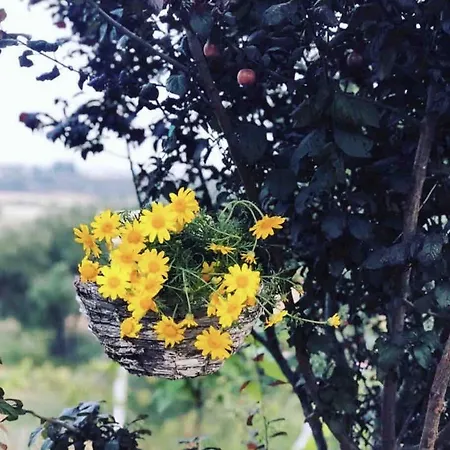 فيلة Mia *